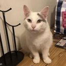 펫갤러리 이미지