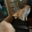 율목애견 이미지