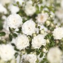 화이트 페어리 이미지