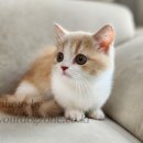 브리더클럽 이미지