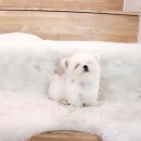 야옹아 멍멍해봐 강아지고양이 평택점 이미지