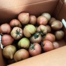 [리뷰] 내돈내산 파인트리마켓 대저짭짤이토마토 솔직 후기 제철과일은 진짜 다르네요!