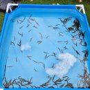 옥화식품 | 청주아이랑가볼만한곳 오카키즈 바베큐 매점 수영장 놀거리