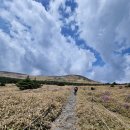 한라산 영실 윗세오름(1,700m)산행....2023/5/11 이미지