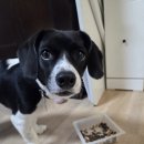 그랜드동물병원 이미지