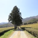 차밭매점 이미지