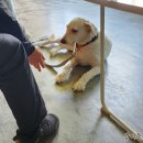 올바른 반려견 보호자 교육 | 강아지 산책훈련 후기｜공격성 있는 대형견 문제행동...반려견 전문 훈련소 도우미견과 함께한 실전...