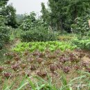 광진농장 이미지