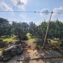 성산오름공인중개사사무소 | 서귀포시 성산읍 수산리 수산한못 어니스트밀크 조용한마을여행 수산리 토지 문의