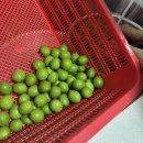 참농원 네이버블로그