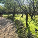 호암 | 루이즈 부르주아, 상처를 예술로 꿰매다 — 호암미술관 전시 후기🕷