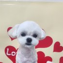 굿데이멍 이미지