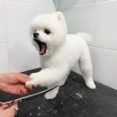 올리브펫살롱 이미지