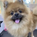 그루밍부스 이미지