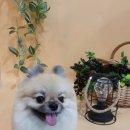 제이앤제이애견 이미지