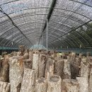 버섯공인중개사사무소 이미지