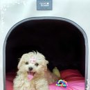 광주강아지분양 애견분양 마마스미독 광주점 이미지