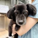 중앙동물메디컬센터 | 칼륨 수치 7.0, 까미의 위기와 회복 이야기– 고칼륨혈증과 신부전 반려견의 실전 관리 기록