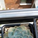 멕시칸 스노우볼과 풍류밤.. 이미지