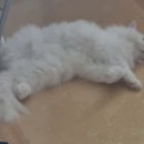 클럽펫월드 부산연제점 네이버블로그