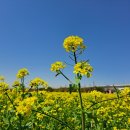 대저생태공원 이미지