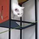 에이스 캣 이미지