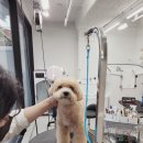 뷰티플렉스챠밍 | 강남 애견 미용 우리집 댕댕이 스파까지받고 플렉스했지요