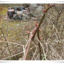 통돼지와도토리 이미지