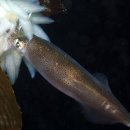 연체동물 - 두족綱 - 폐안目 - 꼴뚜기科 - 파타고니아화살오징어 이미지