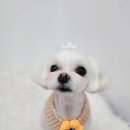 오도DOG 펫살롱 이미지