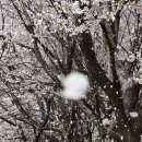 미사리 당정공원 벚꽃길 황홀경[G10] 이미지