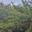 자산공원 입구(구름다리) 이미지