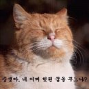 설렁설렁 Daum카페