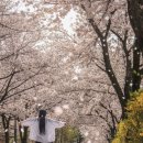 구미 공원 | 구미 벚꽃 명소 동락공원 리얼 후기｜주차·자전거·사진 포인트 총정리