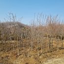 대송조경 이미지