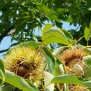 장터파전 이미지