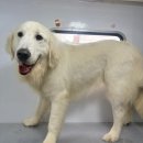 경남화이트 | [멍즈니랜드]부산, 울산, 경남 대형견 출장목욕&amp;미용 맛집｜울산 화이트 골든리트리버 방문목욕 후기