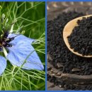 제브렌(Cebren) 이미지