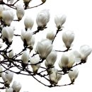 Magnolia Daum카페