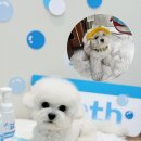 블루맘펫살롱 이미지