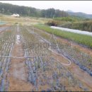 솔향기마을 이미지