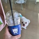 아로하스토리 티스토리