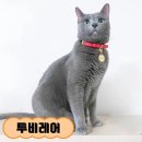 냥냥펀치 이미지