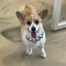 하트애견미용실 이미지