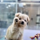 플레이독 파주본점 이미지