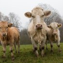 적성축산 이미지