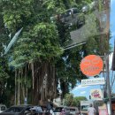 블루버드 | 발리 우붓에서 짐바란 택시 어플 블루버드 이동 후기