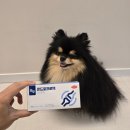 프로텍 | 모두 콘드로프로텍 강아지 슬개골 영양제 급여후기