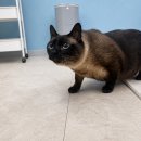 강아지&고양이 마을 | 시흥고양이파양 후기, 막막했던 상황이 달라진 과정