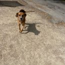 거진해안길 | [산티아고 순례길: 포르투갈 해안길] (14)비고~레돈데라(20km): 순례길에서 급똥이 마렵다면..?